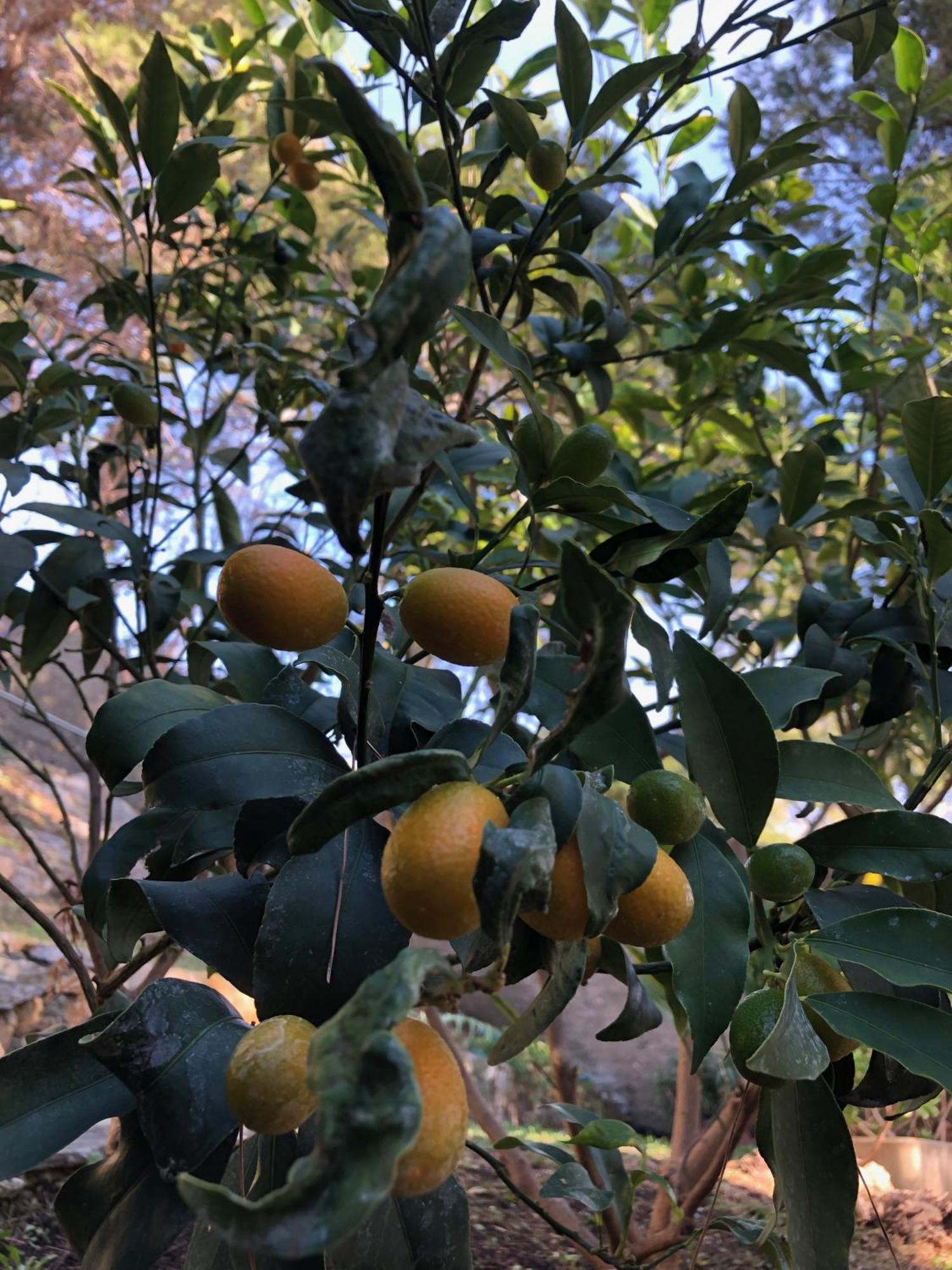Appartamenti La Pineta Andora Ngoại thất bức ảnh